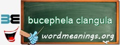 WordMeaning blackboard for bucephela clangula